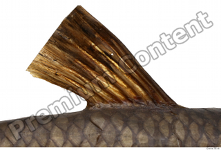 Common chub Squalius cephalus back fin 0001.jpg